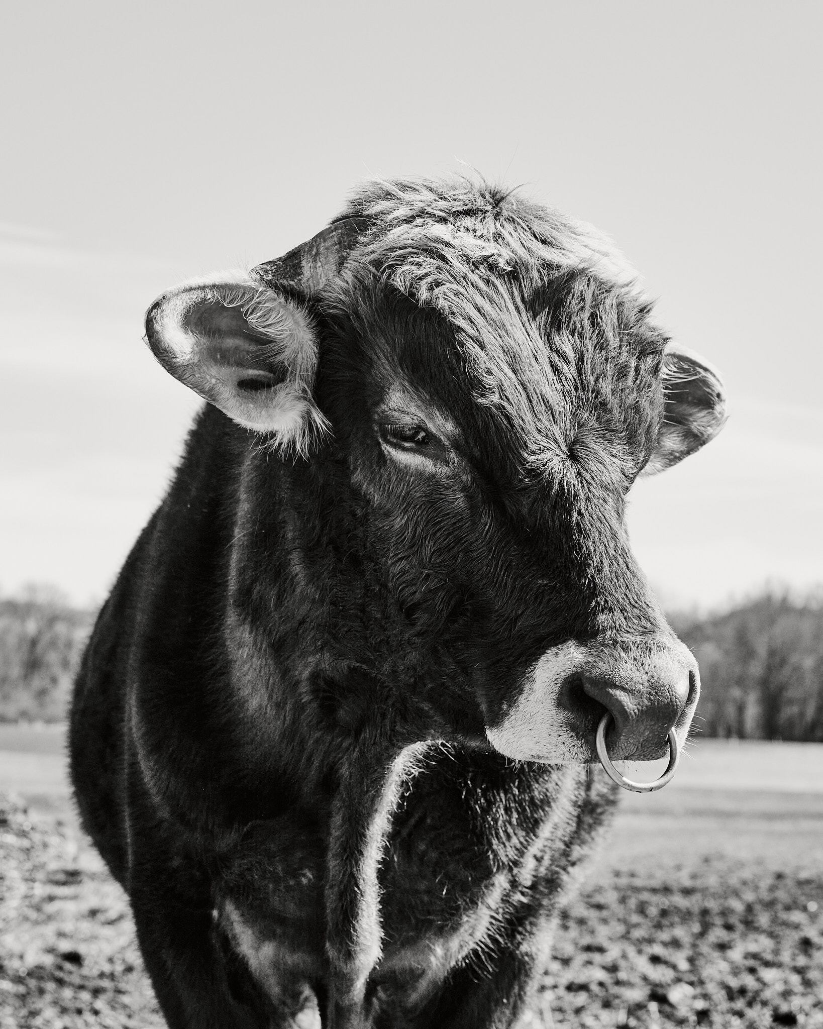 Pioneer Valley Cow2